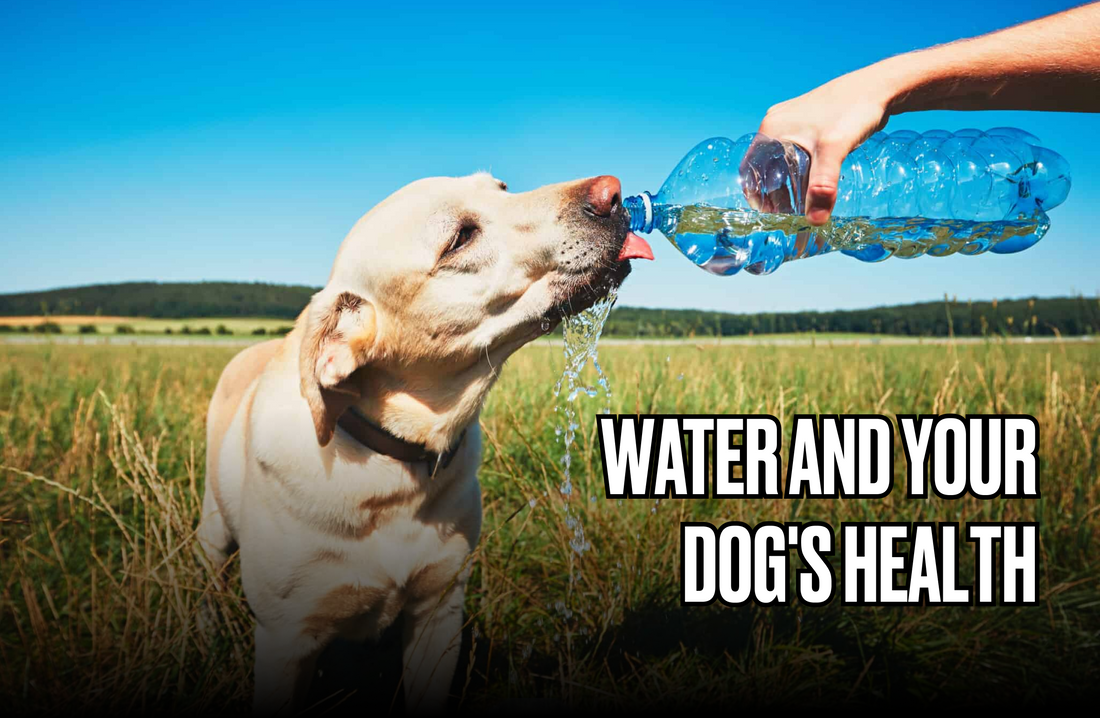 water, dog, bottle, health