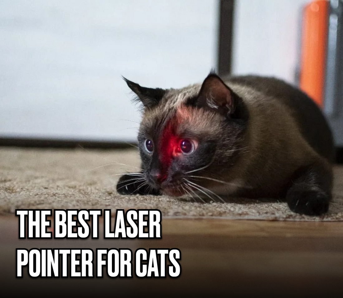 laser, pointer, laser toy, cat toys, pet